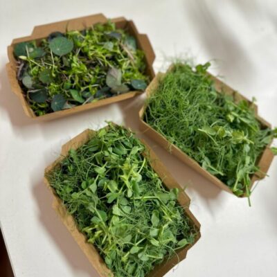 Pěstování Microgreens, foto: Květinová farma v Javorové aleji.